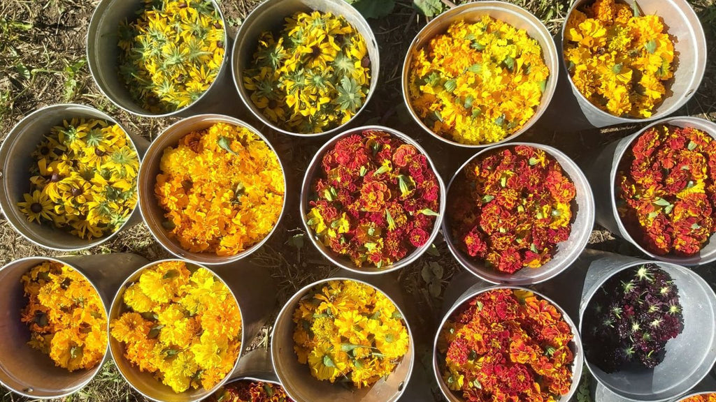 Plantes tinctoriales pour faire des teintures végétales cultivées au Québec par Dahlia Milon Textile. Indigo japonais, armoise, sumac, ortie