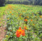 Aquarelle végétale - Cosmos sulfureux - Cosmos sulphureus