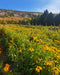 Aquarelle végétale - Rudbeckia hirta