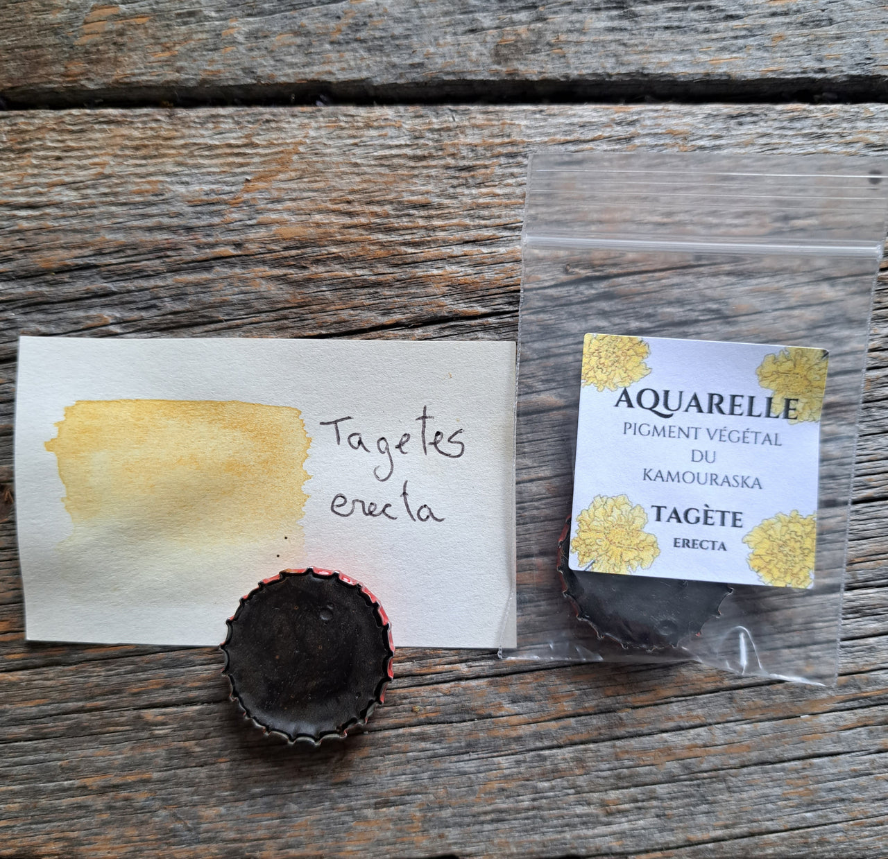 Aquarelle végétale - Rose d'Inde -- Tagète erecta