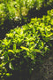 SEMENCES - Indigo japonais - Persicaria tinctoria
