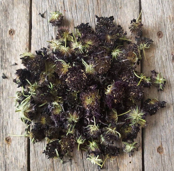 Scabieuse noir - fleurs séchées - Scabiosa atropurpurea
