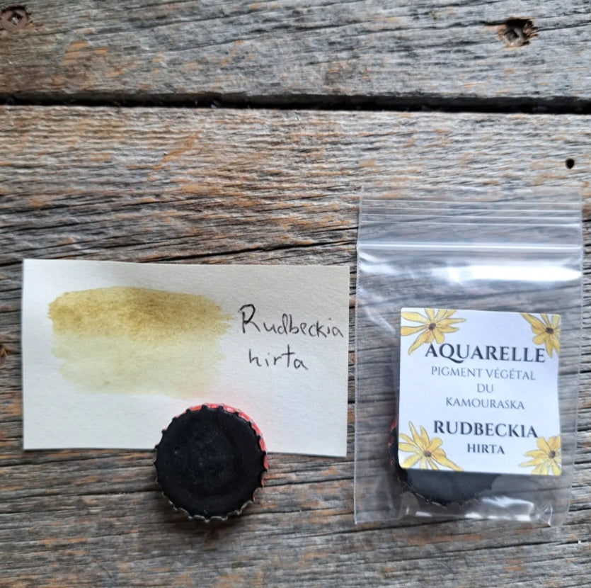Aquarelle végétale - Rudbeckia hirta