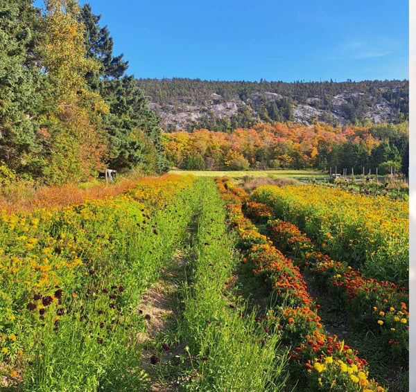 Visite au cœur de l'indigo & des plantes tinctoriales