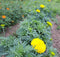 Autocueillette de plantes tinctoriales