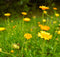 Autocueillette de plantes tinctoriales