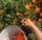 Autocueillette de plantes tinctoriales