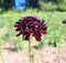 Autocueillette de plantes tinctoriales