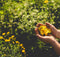 Autocueillette de plantes tinctoriales