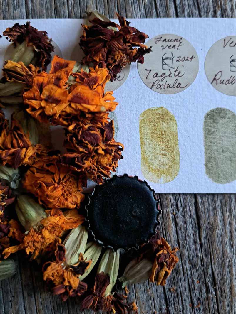Aquarelle végétale - Œillet d'Inde - Tagète patula
