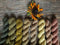 Rudbeckia - fleures séchées - Rudbeckia hirta