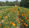 SEMENCES - Cosmos sulfureux - Cosmos sulphureus - plante tinctoriale- orange