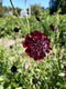 SEMENCES - Scabieuse noire - Scabiosa atropurpurea -