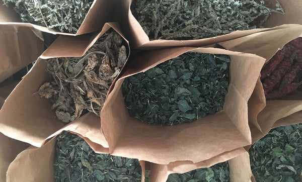 Plantes tinctoriales pour faire des teintures végétales cultivées au Québec par Dahlia Milon Textile. Indigo japonais, armoise, sumac, ortie 