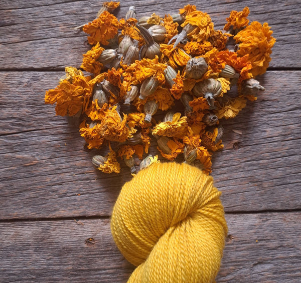 Rose d'inde - Tagète erecta