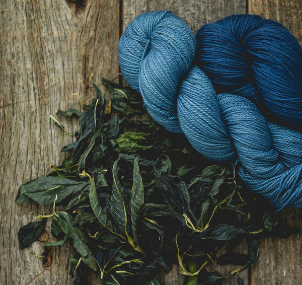 Kit d'indigo japonais - Persicaria tinctoria