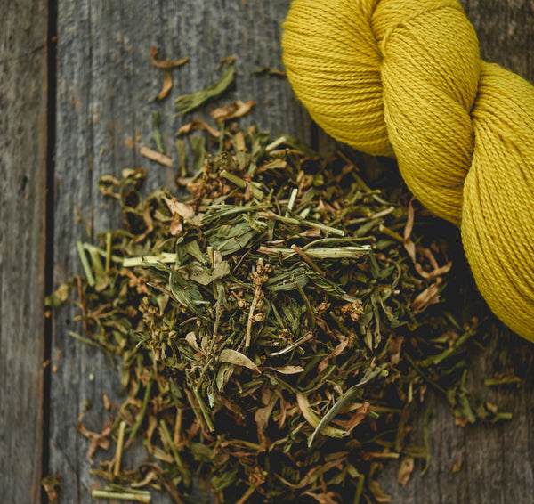 Gaude des teinturiers - Réséda luteola