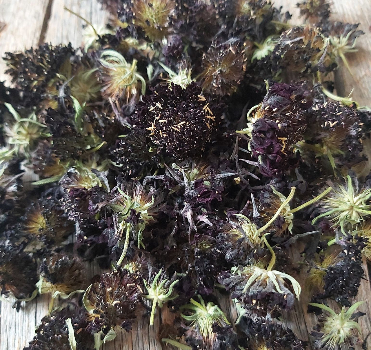 Scabieuse noir - fleurs séchées - Scabiosa atropurpurea