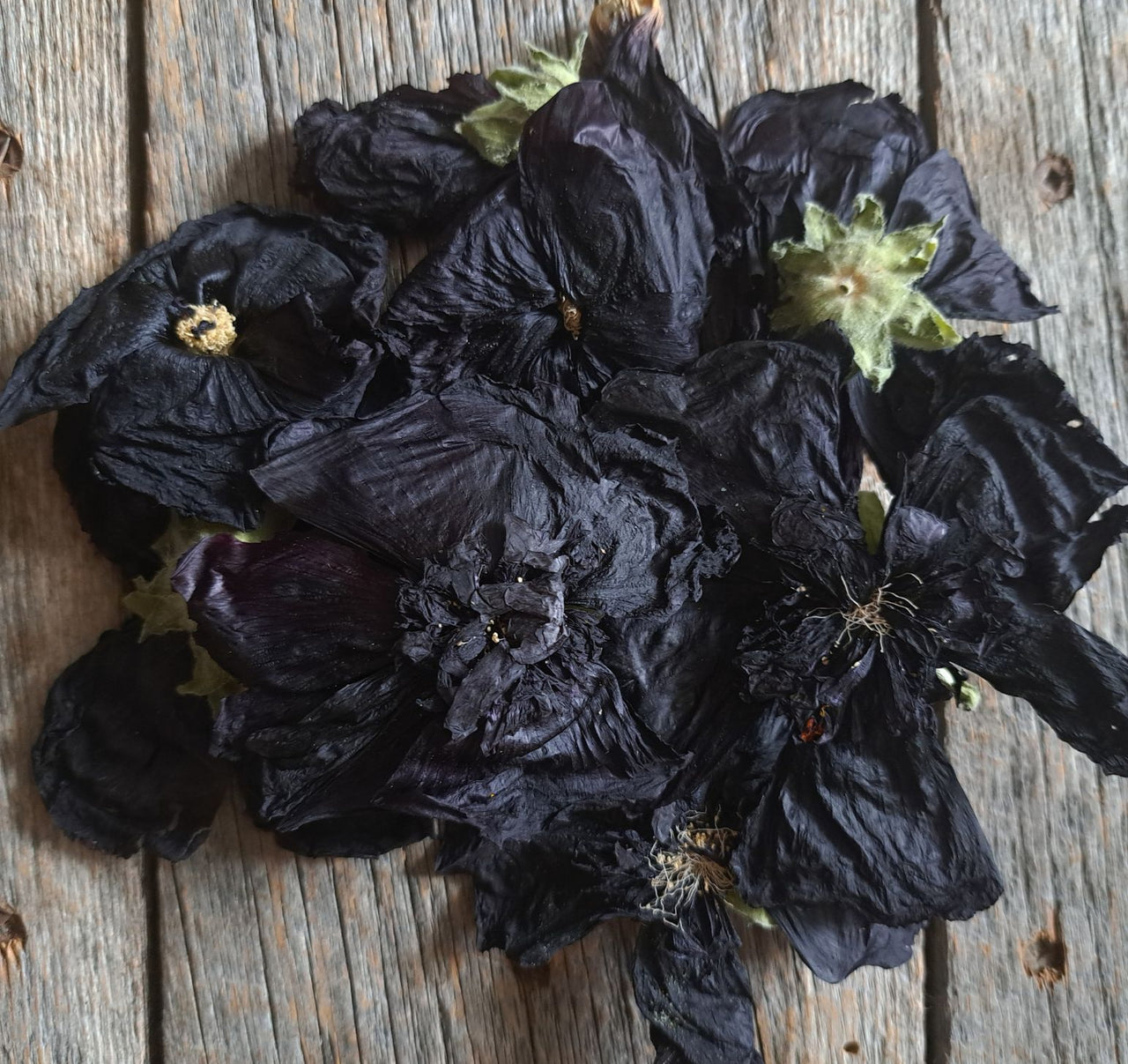 Rose trémière pourpre - Alcea rosea