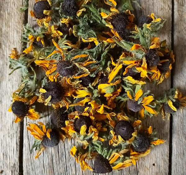 Rudbeckia - fleures séchées - Rudbeckia hirta