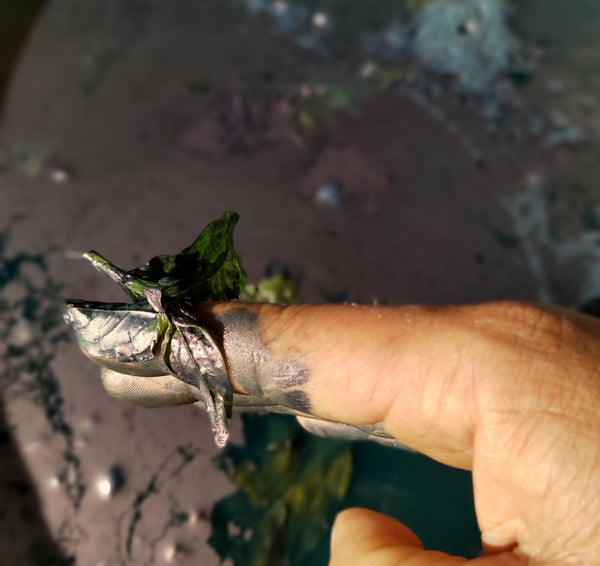 Kit - pâte d'indigo - fabrication d'une cuve au fructose