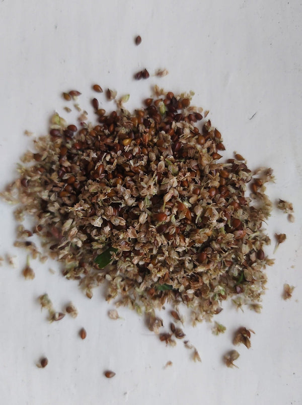 KIT de SEMENCES - Indigo japonais & FICHES EXPLICATIVES - culture - extraction au sel avec  feuilles fraîches - cuve thiox avec feuilles sèches